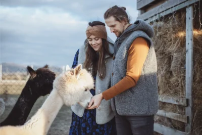 Para karmiąca białą alpakę. Obydwoje w wełnianych kamizelkach z wełny alpaki.