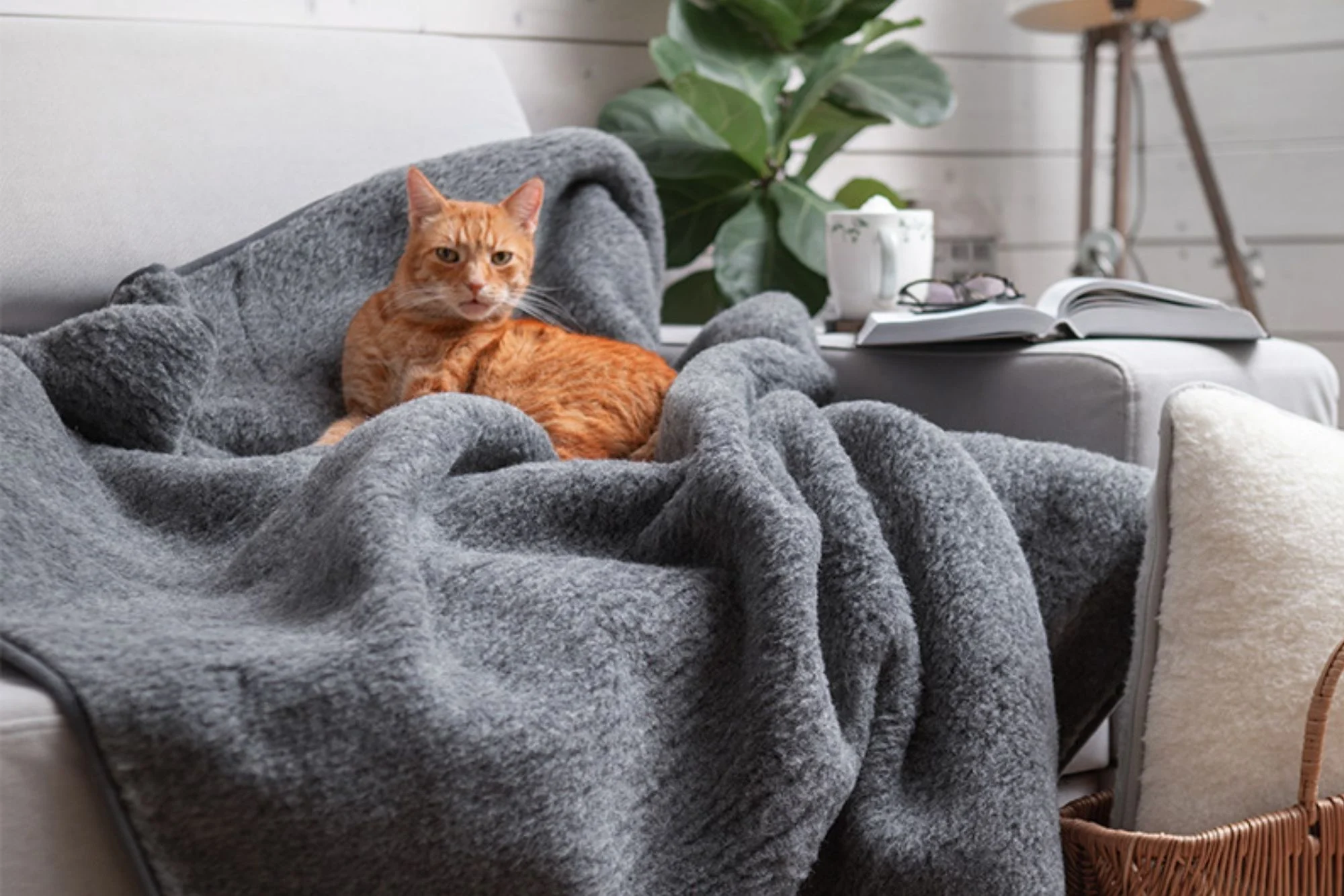 Szary koc grafitowy, na nim kot