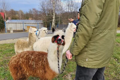 Grupa alpak w różnych kolorach na trawie, osoba z tyłu trzyma smycz