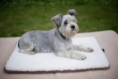 Mały pies, leży na wełnianym legowisku