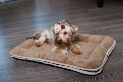 Mały pies, york, leży na legowisku dla psa