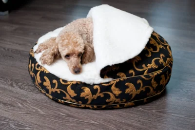 Pies leżący w wełnianym legowisku