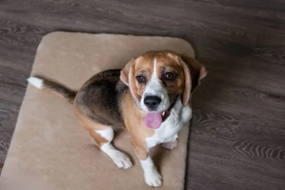 Pies siedzący na wełnianym legowisku