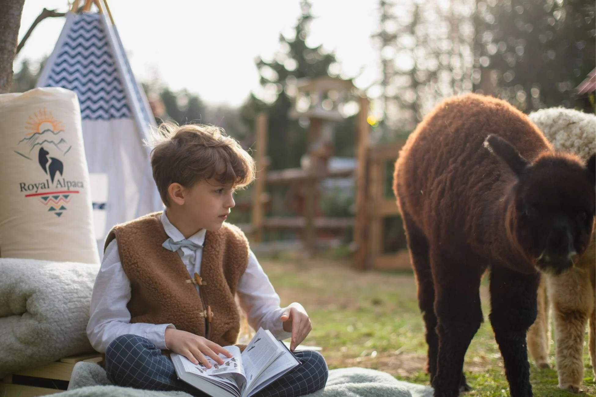 Chłopiec w brązowej kamizelce wełnianej, siedzi na kocu czytając książkę. Przygląda się stojącym obok alpakom.