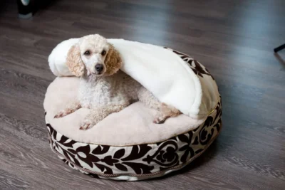 Pies leżący na legowisku wełnianym