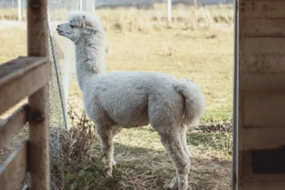 Biała alpaka w zagrodzie