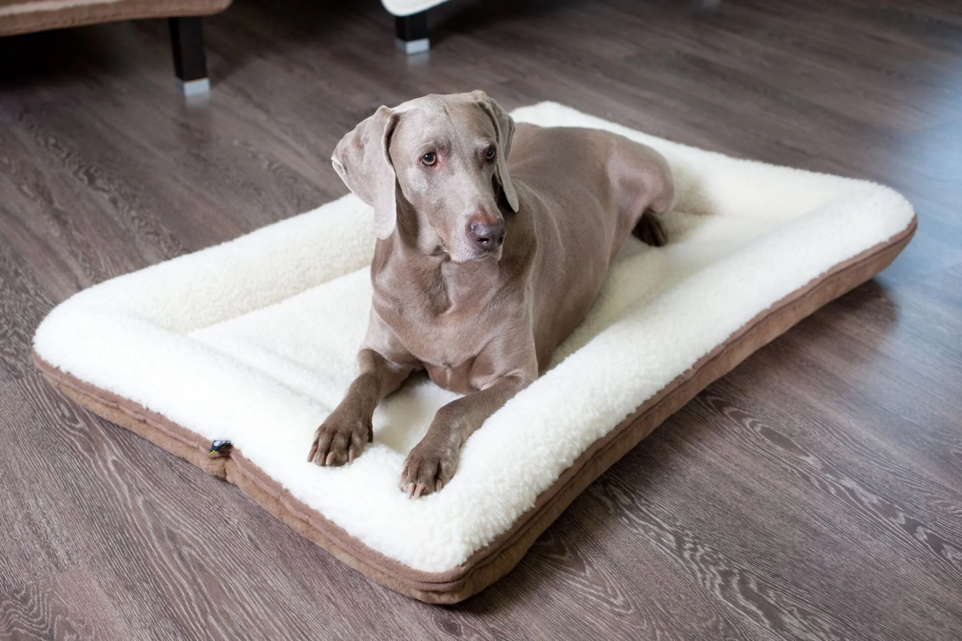 Pies leżący na legowsiku wełnianym
