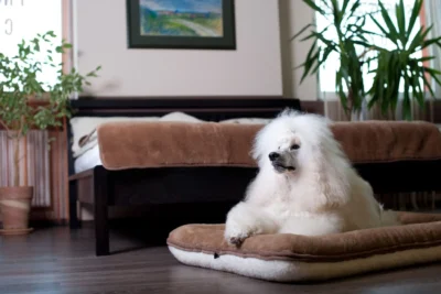 Pies - biały pudel - leżący na wełnianym legowisku.