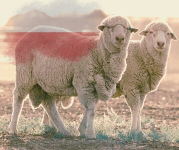 Dwie owce na tle naturalnym w ciepłym świetle słonecznym