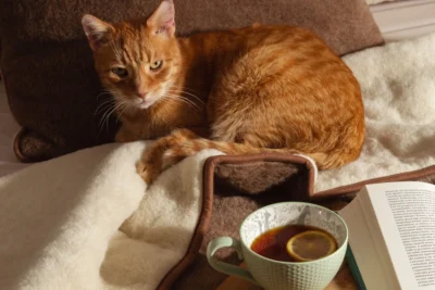 Kot leżący na kołdrze wełnianej. Obok kubek z herbatą i książka.