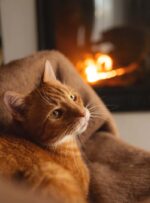 Rudy kot leży na brązowym kocu, w tle palący się kominek
