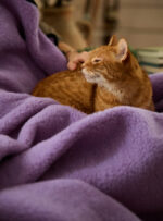 Rudy kot leży na liliowym wełnianym kocu, w tle widać rękę głaszczącą zwierzę