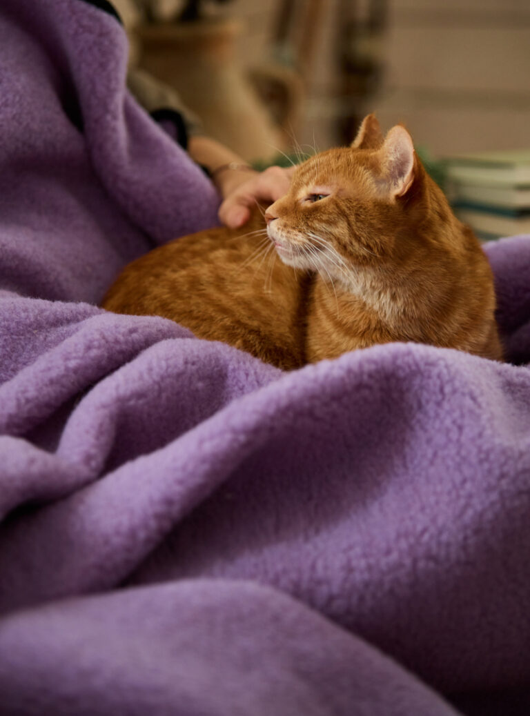 Rudy kot leży na liliowym wełnianym kocu, w tle widać rękę głaszczącą zwierzę