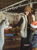 Kobieta w ciepłej kamizelce i czapce podaje smakołyk lamie w stajni, obok stoi dziecko w czapce Mikołaja