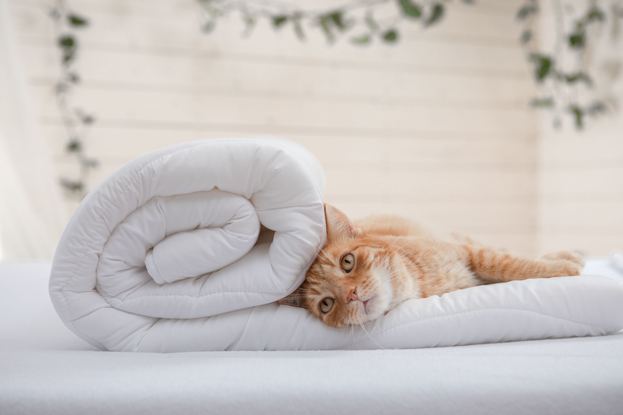 Rudy kot leży na zwiniętej białej kołdrze w jasnym wnętrzu