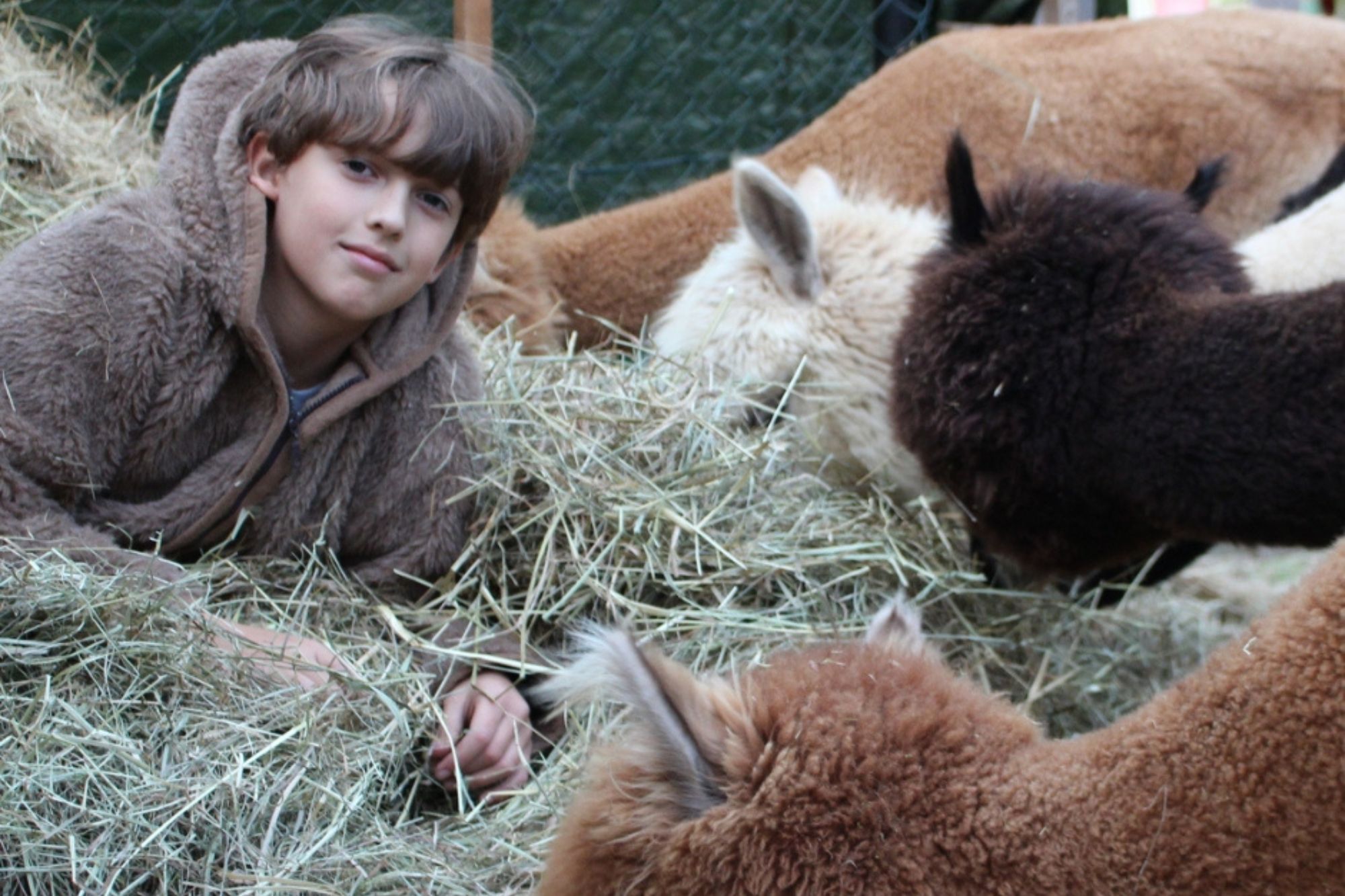 Chłopiec leży na sianie w towarzystwie alpak w zagrodzie