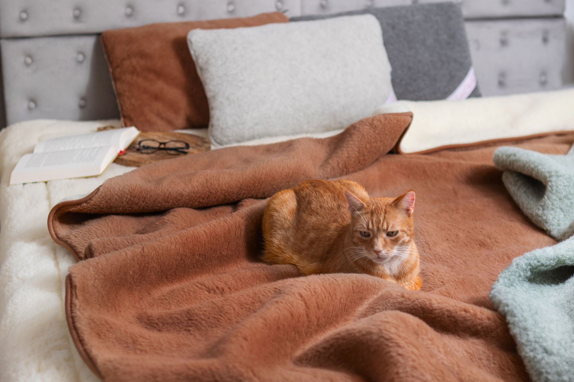 Rudy kot leży na brązowym kocu w sypialni z poduszkami i książką obok