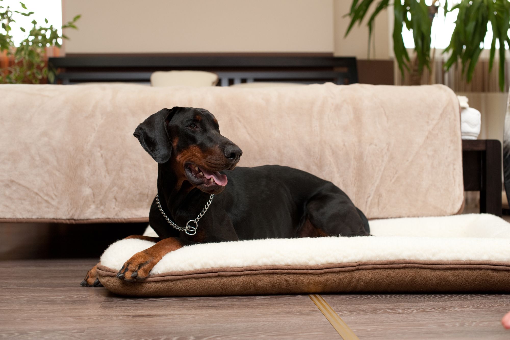 Czarny pies rasy doberman leży na legowisku wełnianym w salonie