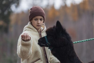 Chłopiec w jasnej kurtce z wełny karmi czarną alpakę na tle lesistego terenu