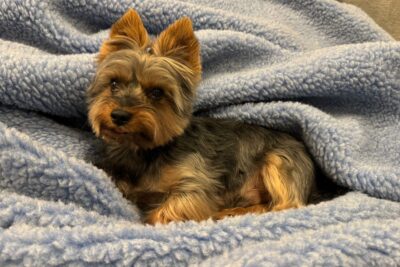 Yorkshire terrier leży na niebieskim kocu z wełny
