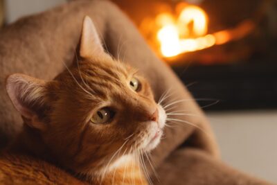 Rudy kot w ciepłym otoczeniu przy kominku, leży na brązowym kocu