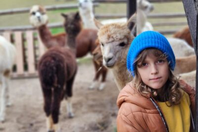 Dziecko w niebieskiej czapce stojące obok alpak w zagrodzie