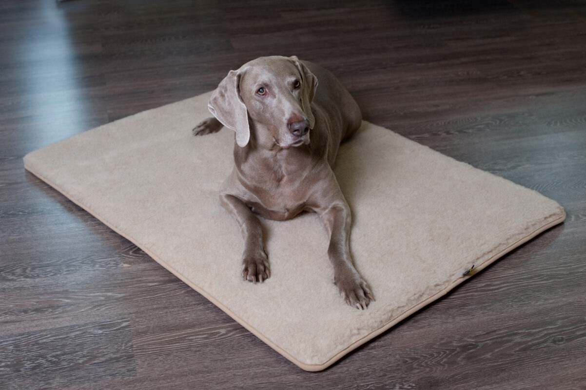 Brązowo-szary pies typu wyżeł leży na wełnianym legowisku