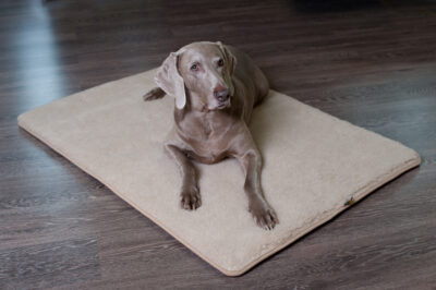 Brązowo-szary pies typu wyżeł leży na wełnianym legowisku