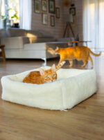 dwa rude koty w domowym wnętrzu, jeden leży w białym legowisku, drugi chodzi w tle