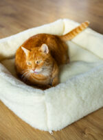 rudy kot leży w jasnym, miękkim legowisku na drewnianej podłodze