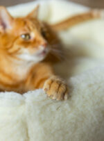 rudy kot leży na miękkim, jasnym legowisku z widoczną łapką