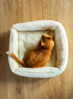 rudy kot leży w białym legowisku na drewnianej podłodze