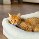 Rudy kot leży w miękkim, białym legowisku na drewnianej podłodze