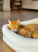 Rudy kot leży w miękkim, białym legowisku na drewnianej podłodze