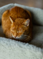 Rudy kot leży na miękkim, szarym legowisku z zamkniętymi oczami