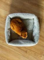 Rudy kot leży w szarej, miękkiej misce na drewnianej podłodze