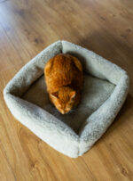 Rudy kot siedzący w miękkim, jasnym legowisku na drewnianej podłodze