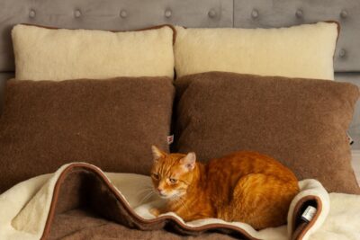 Rudy kot, leży na brązowej kołdrze wełnianej, w tle poduszki wełniane brąz i ecru.